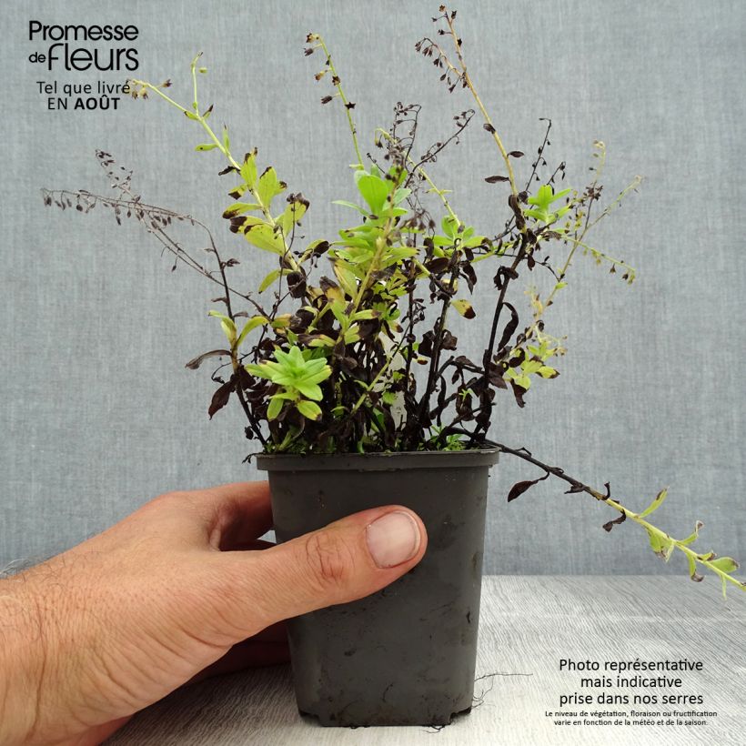 Myosotis scorpioides - Forget-me-not 8/9 cm pot sample as delivered in summer