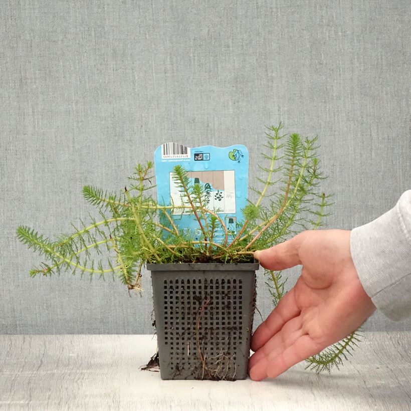 Myriophyllum crispata 1L/1.5L pot sample as delivered in summer