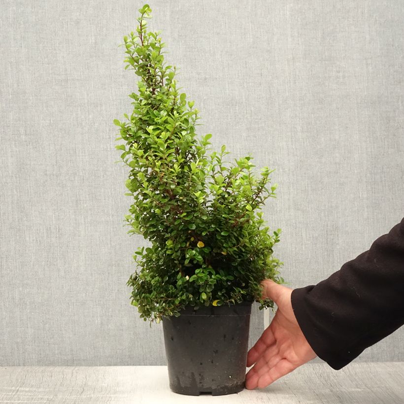 Myrsine africana - Buis africain Pot de 2L/3L sample as delivered in summer