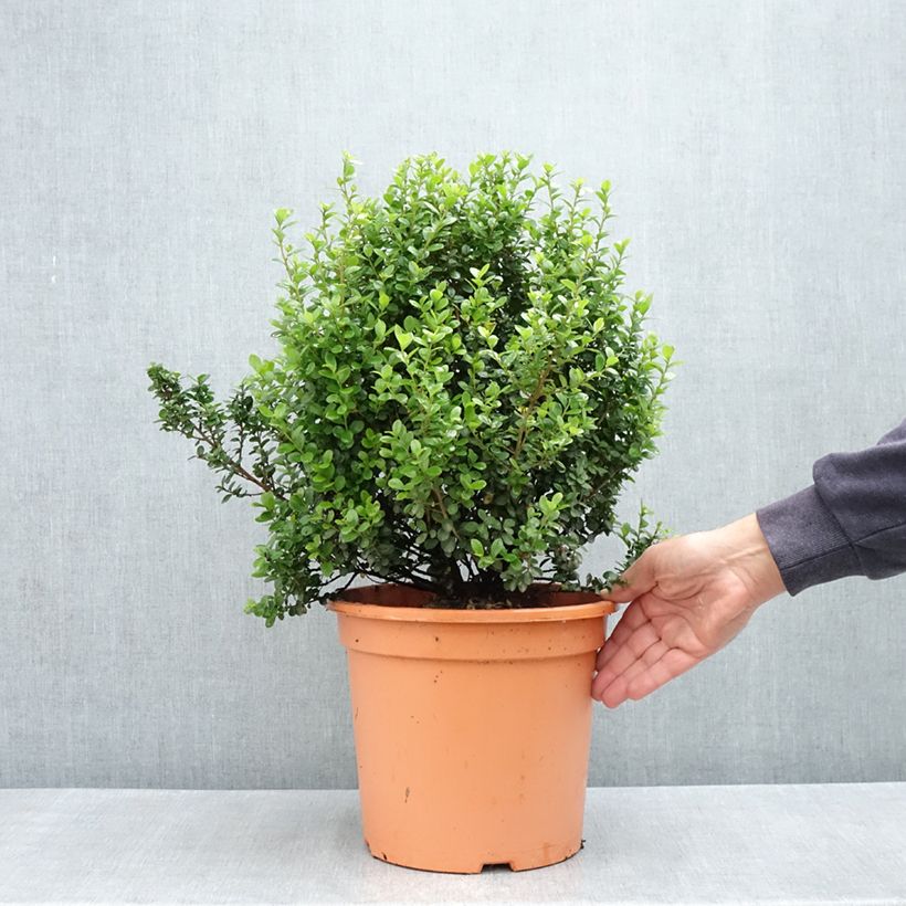 Myrsine africana 7.5L/10L pot sample as delivered in spring