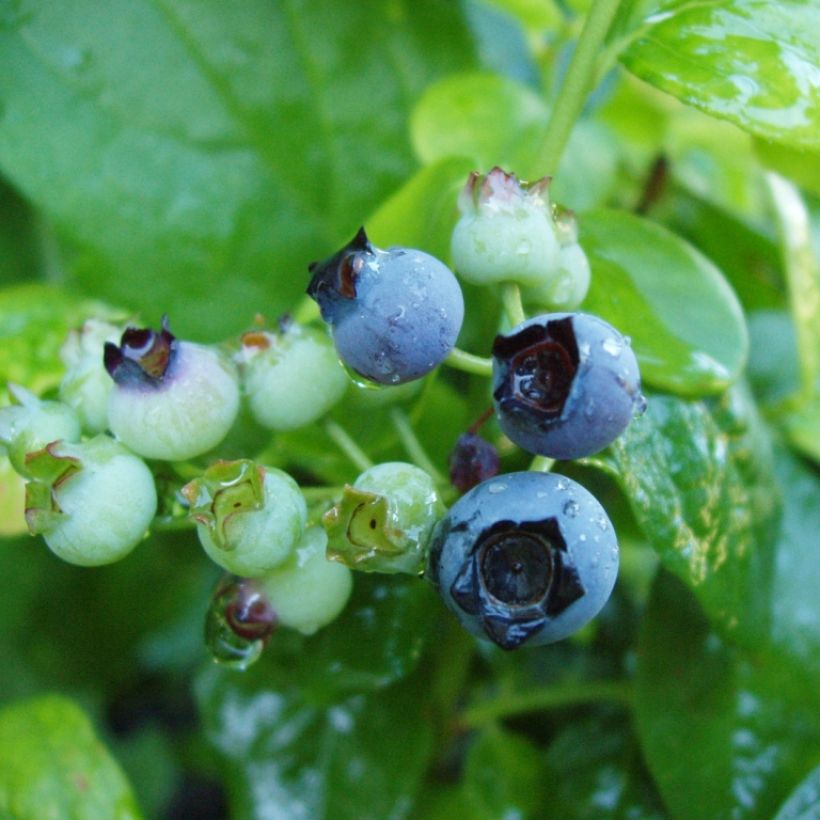 Vaccinium corymbosum Blue Gold - American Blueberry (Harvest)