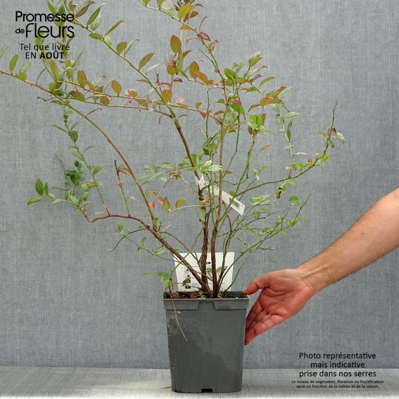 Vaccinium corymbosum Atlantic - American Blueberry 4L/5L pot sample as delivered in summer