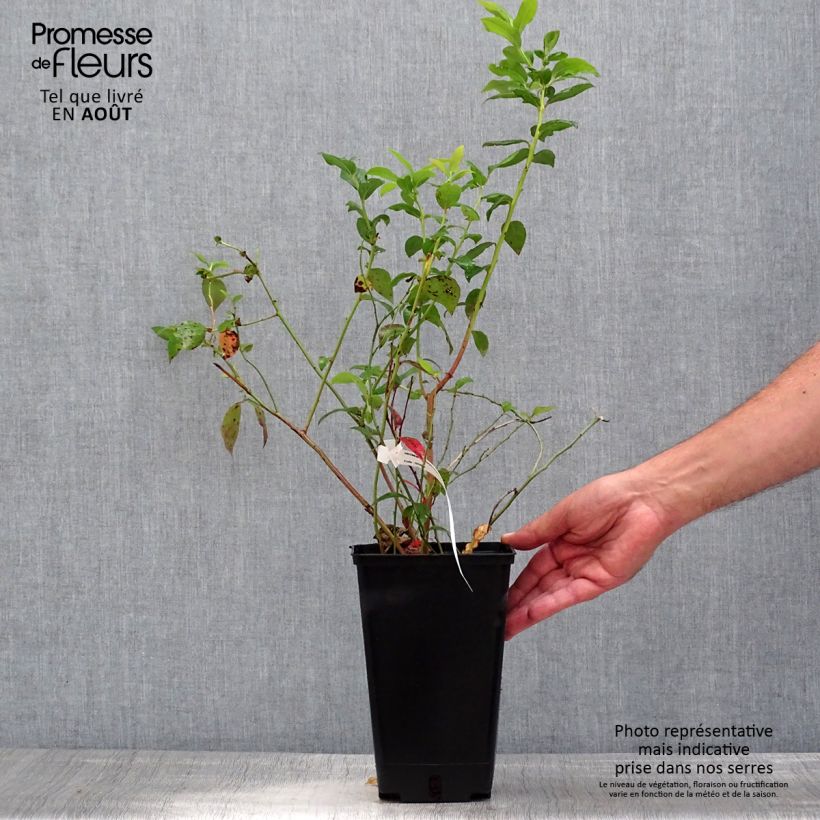 Vaccinium corymbosum Berkeley 1.5L/2L pot sample as delivered in summer