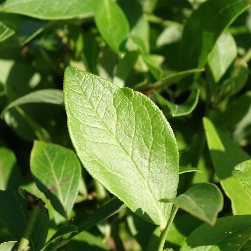 Vaccinium corymbosum Berkeley (Foliage)