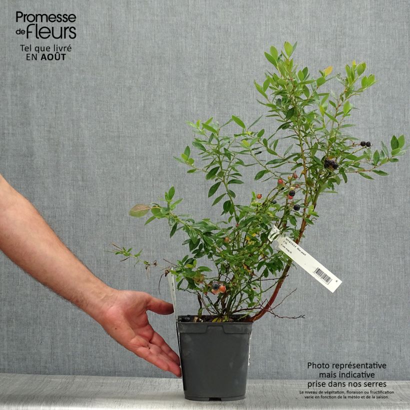 Vaccinium corymbosum Blue pearl- American Blueberry 2L/3L pot sample as delivered in summer