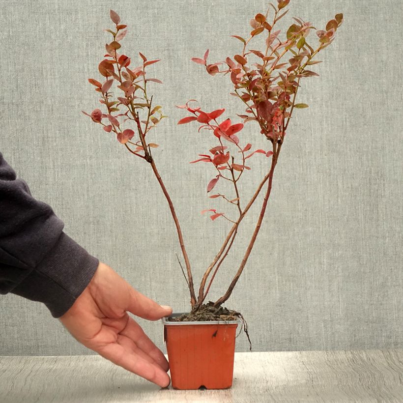 Vaccinium corymbosum Brigitta- American Blueberry 8/9 cm pot sample as delivered in summer