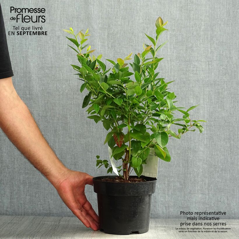 Vaccinium corymbosum Brigitta- American Blueberry 1.5L/2L pot, Bush sample as delivered in summer