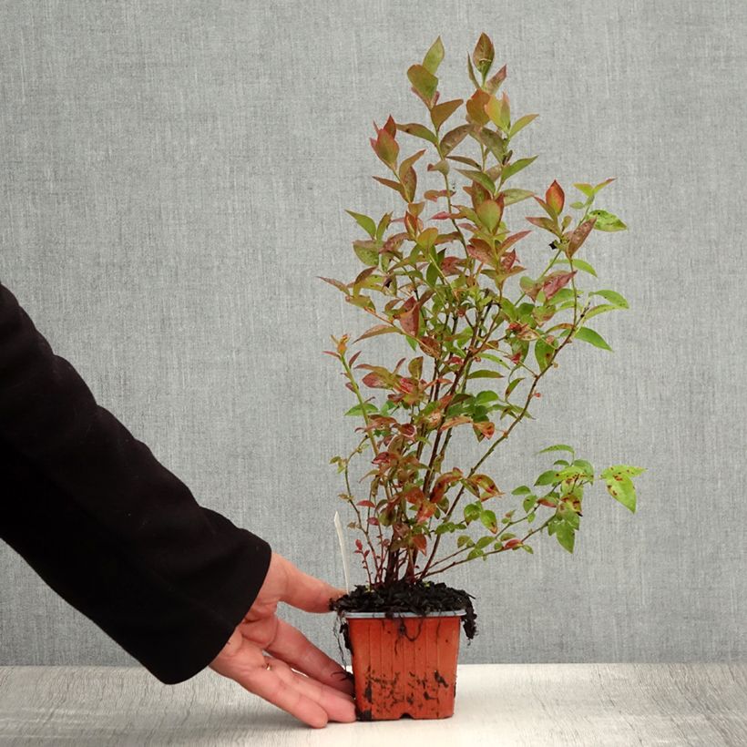 Vaccinium corymbosum Darrow- American Blueberry 8/9 cm pot sample as delivered in summer