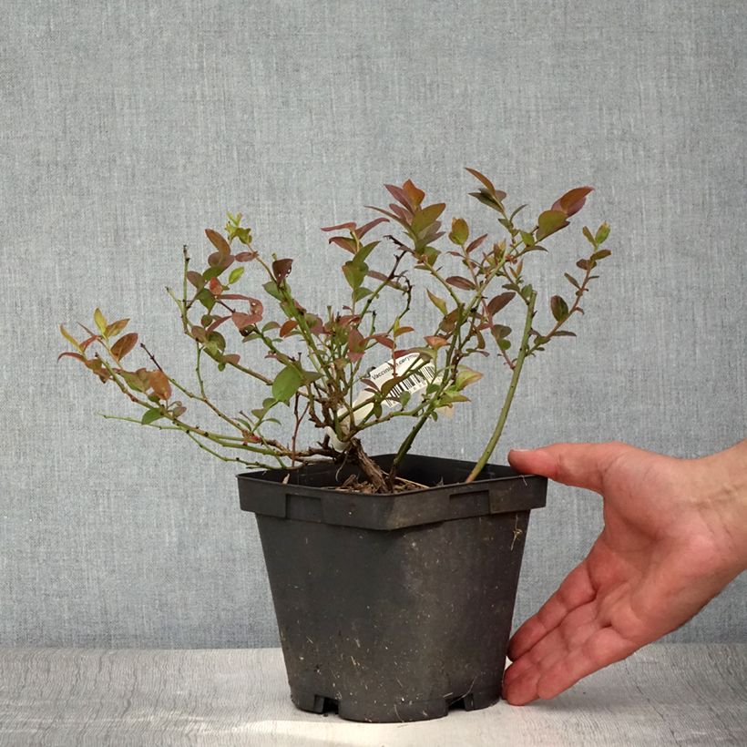 Vaccinium corymbosum Darrow- American Blueberry 1.5L/2L pot sample as delivered in summer