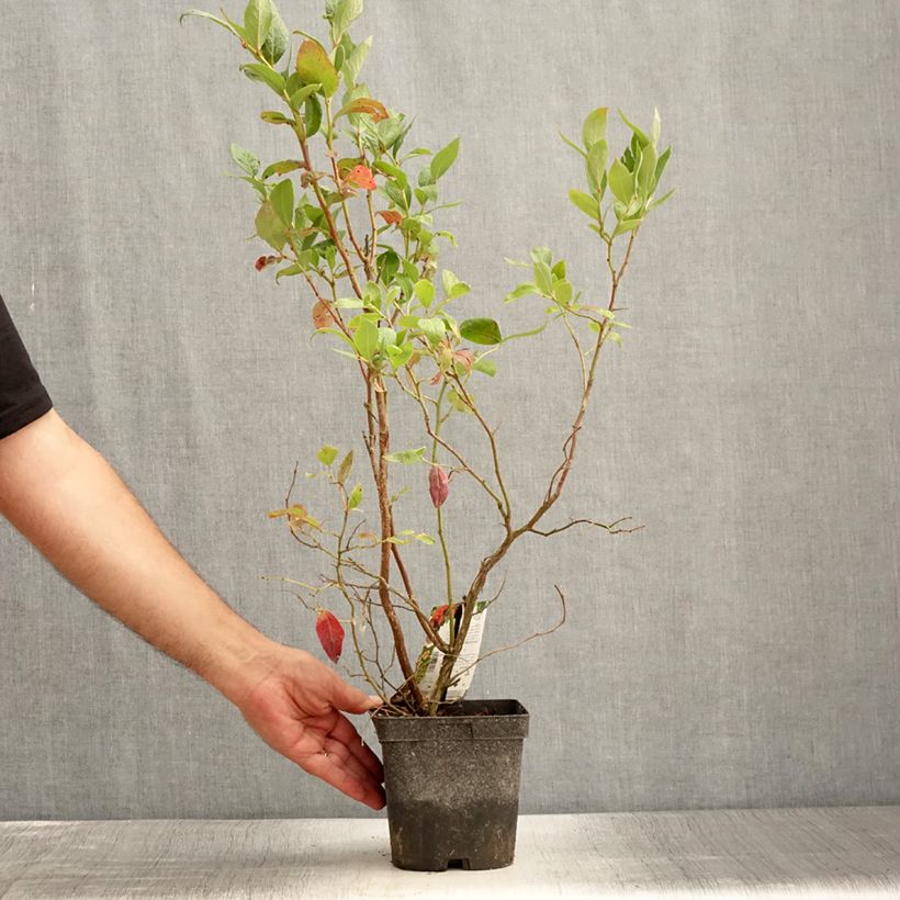 Vaccinium corymbosum Duke- American Blueberry 2L/3L pot sample as delivered in summer