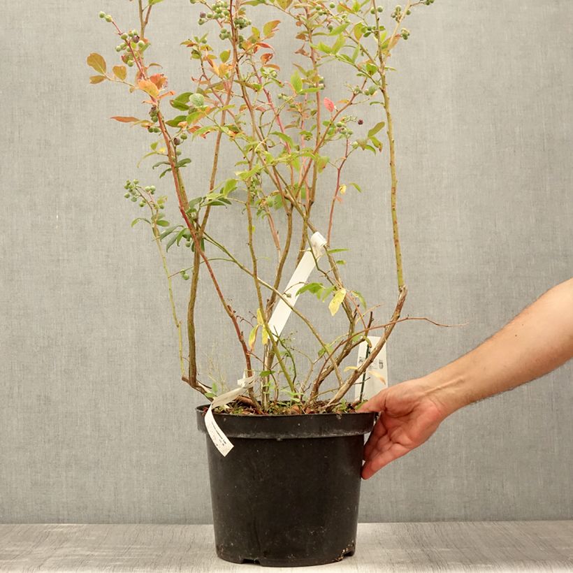 Vaccinium corymbosum Duke- American Blueberry 7.5L/10L pot sample as delivered in summer