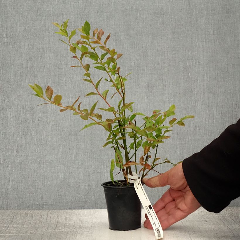 Vaccinium corymbosum Legacy- American Blueberry 8/9 cm pot sample as delivered in summer