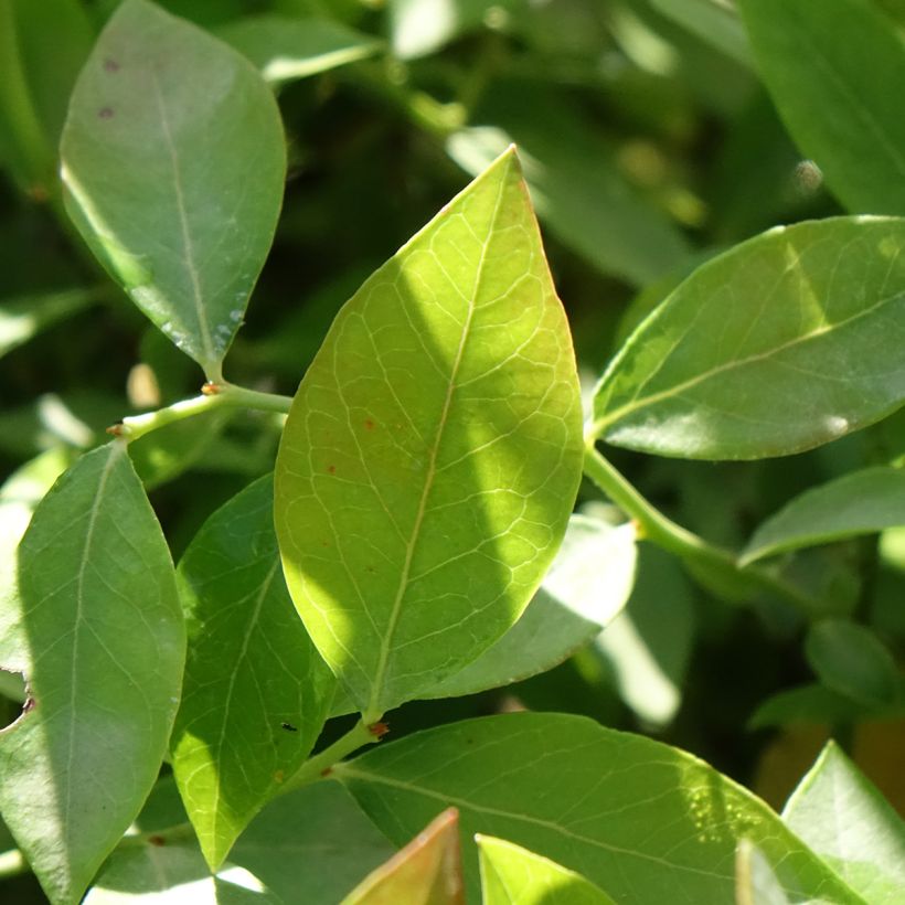 Vaccinium corymbosum Legacy- American Blueberry (Foliage)