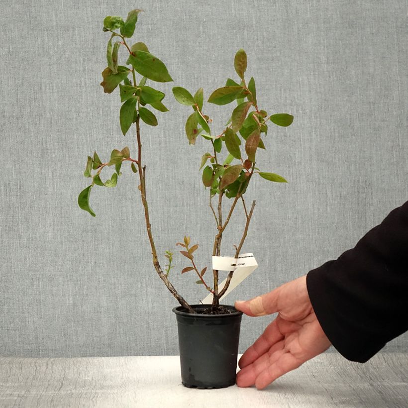 Vaccinium corymbosum North Blue- American Blueberry 8/9 cm pot sample as delivered in summer