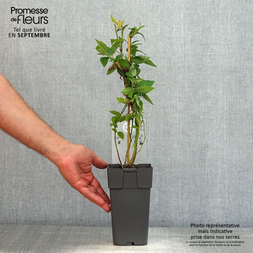 Vaccinium corymbosum Northland- American Blueberry 1.5L/2L pot sample as delivered in summer