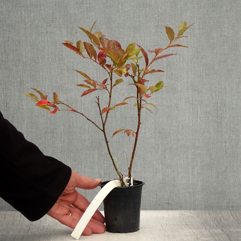 Vaccinium corymbosum Rubel- American Blueberry 8/9 cm pot sample as delivered in summer