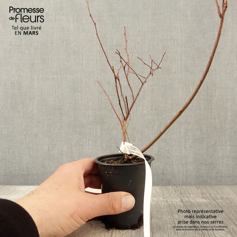 Vaccinium corymbosum Rubel- American Blueberry 8/9 cm potShipped height around 15/20cm sample as delivered in spring
