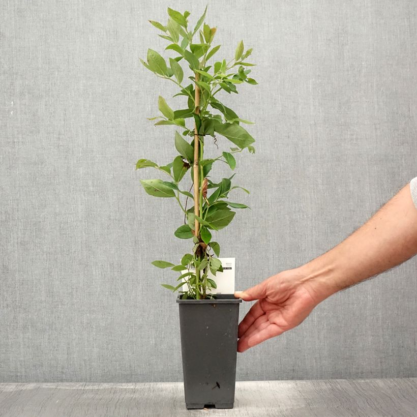 Vaccinium corymbosum Rubel- American Blueberry 1L/1.5L pot sample as delivered in summer