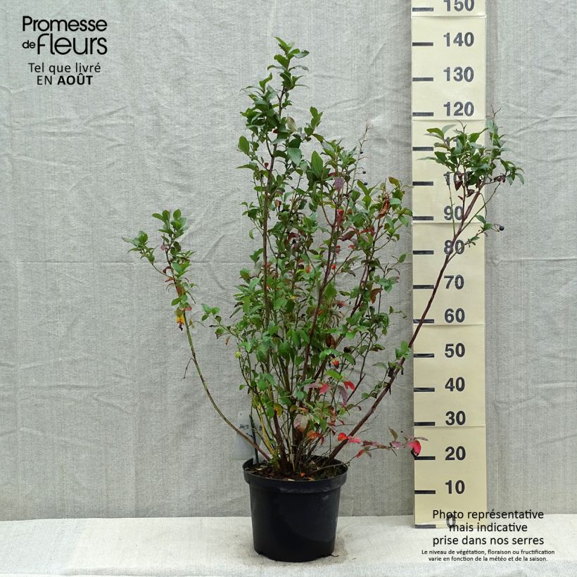 Vaccinium corymbosum Spartan- American Blueberry 7.5L/10L pot sample as delivered in summer