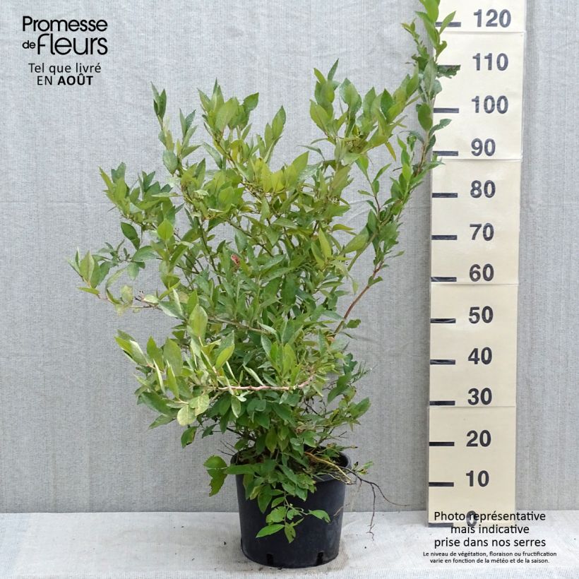 Vaccinium corymbosum Goldtraube- American Blueberry 7.5L/10L pot, Bush sample as delivered in summer