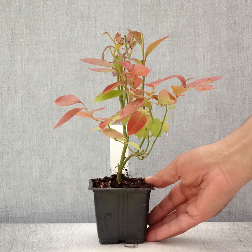 Vaccinium corymbosum Goldtraube- American Blueberry 8/9 cm pot sample as delivered in summer