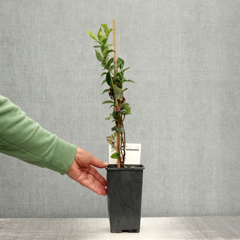 Vaccinium Blue Crop - Blueberry 1.5L/2L pot, Bush sample as delivered in summer