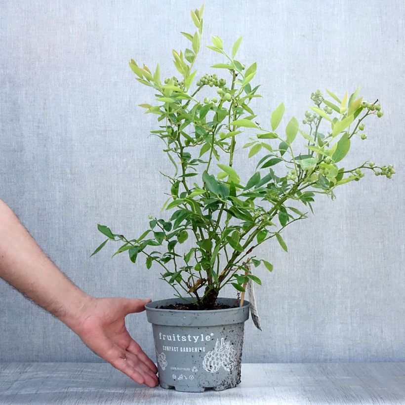 Vaccinium Blue Crop - Blueberry 4L/5L pot sample as delivered in summer