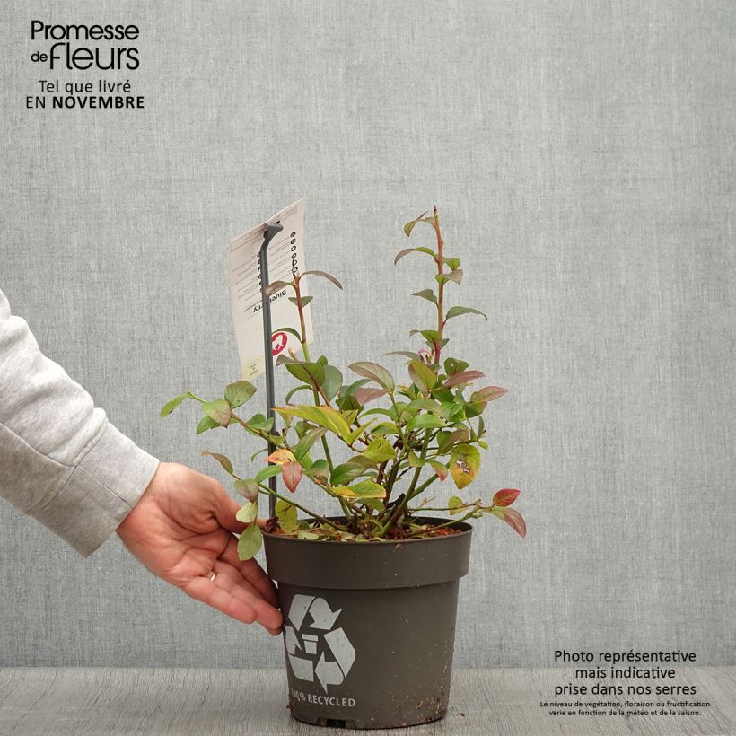 Vaccinium corymbosum Blue Dessert 3L/4L pot, Clump sample as delivered in autumn