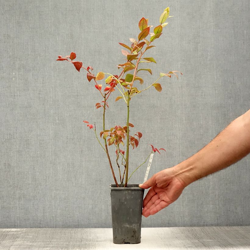 Vaccinium corymbosum Brigitta Blue- American Blueberry 1.5L/2L pot, Bush sample as delivered in summer