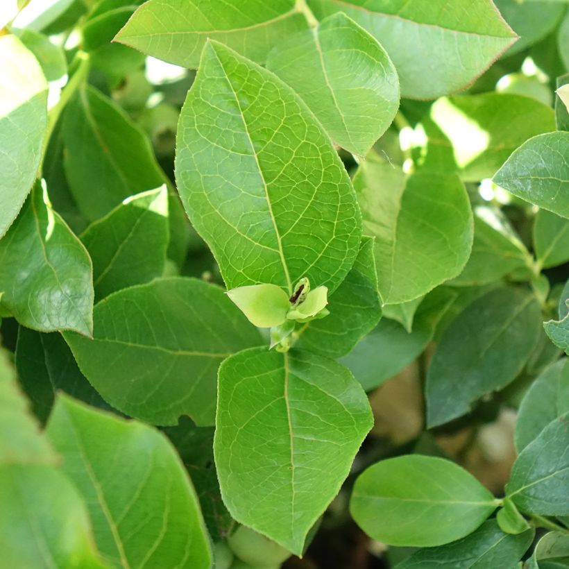 Vaccinium Patriot' Bio - Organic Blueberry (Foliage)