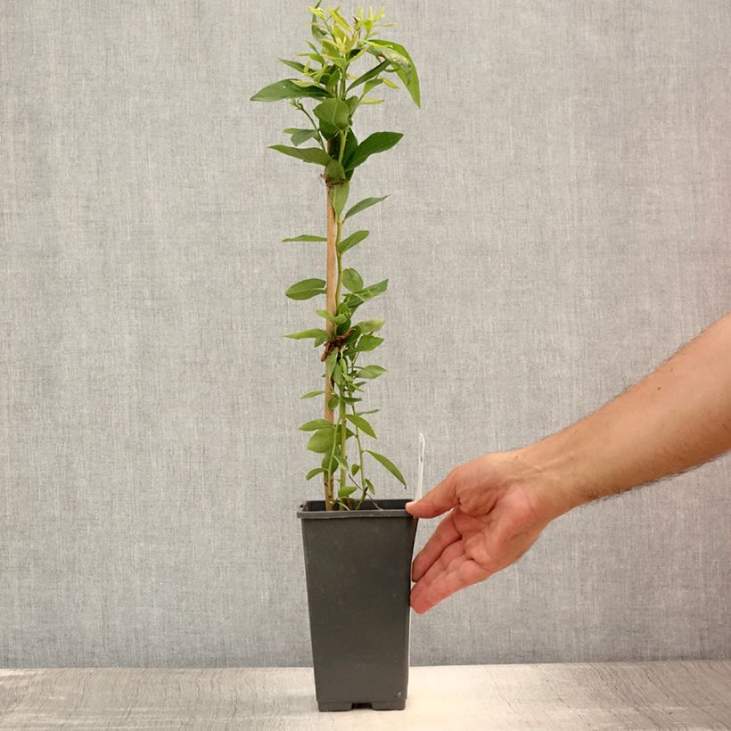 Vaccinium corymbosum Emil- American Blueberry 1.5L/2L pot, Bush sample as delivered in summer