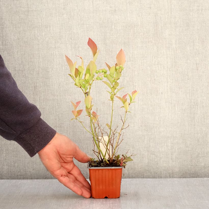 Vaccinium corymbosum Flamingo- American Blueberry 8/9 cm pot, Bush sample as delivered in spring