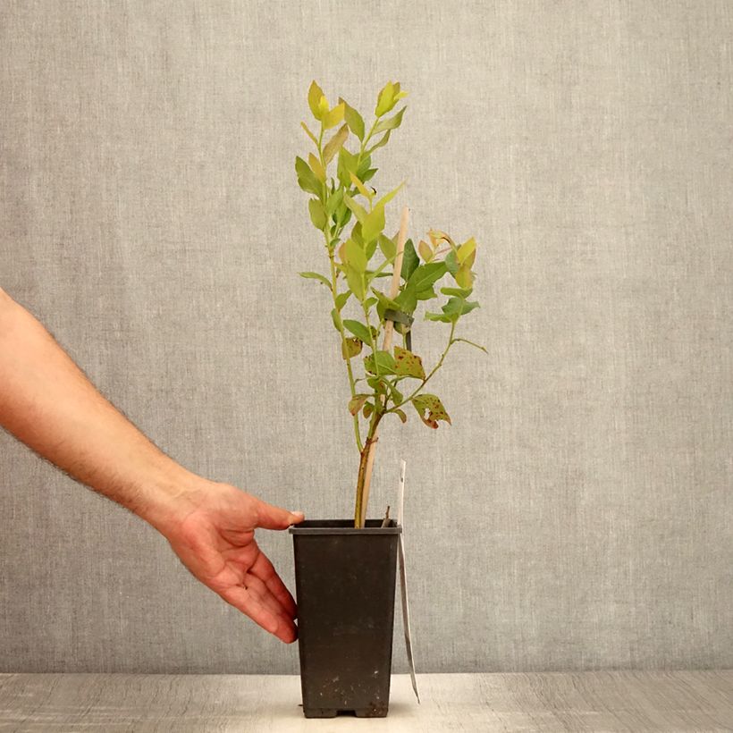 Vaccinium corymbosum Flamingo- American Blueberry 1.5L/2L pot, Bush sample as delivered in summer