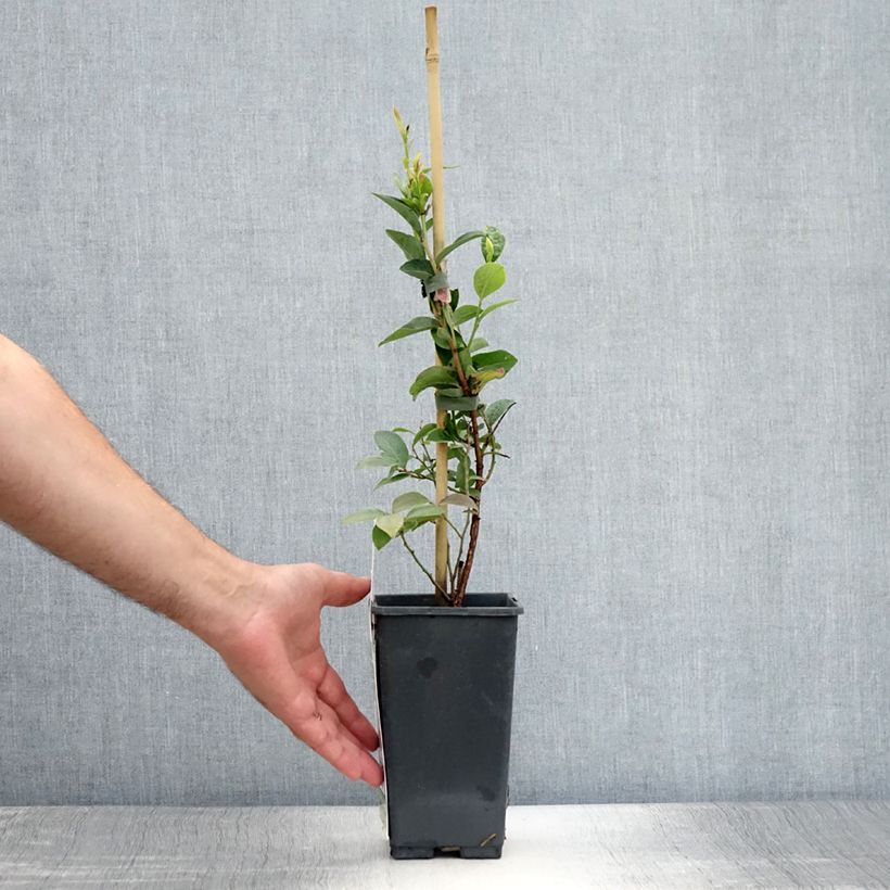Vaccinium corymbosum Goldtraube- American Blueberry 1.5L/2L pot, Bush sample as delivered in summer