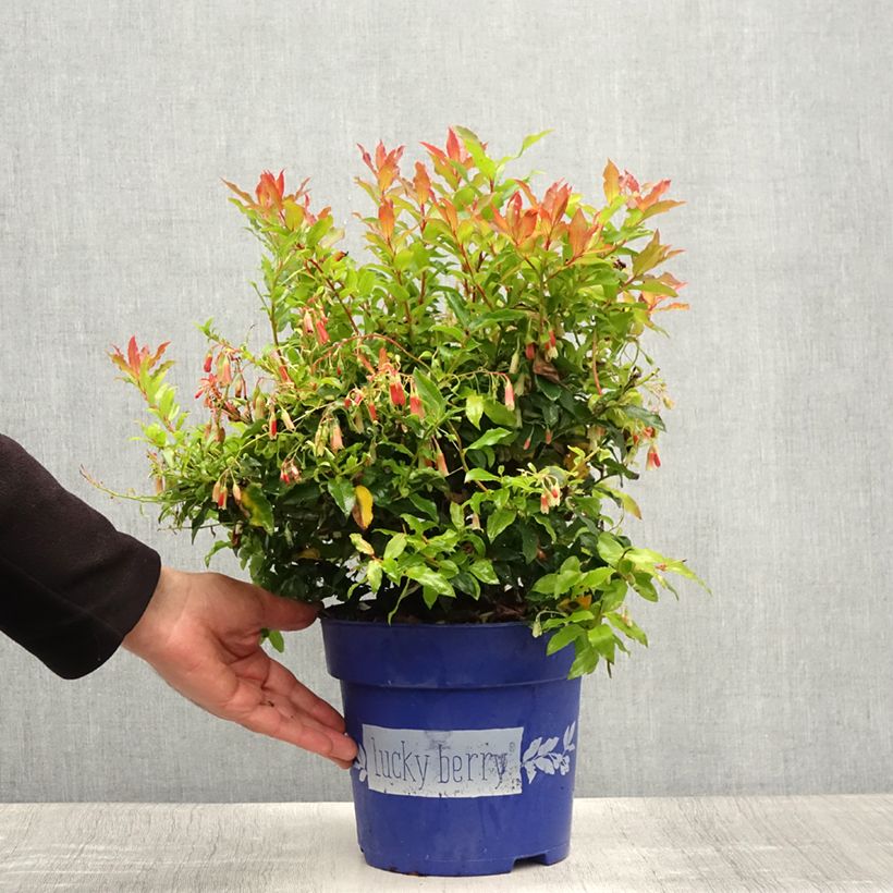Vaccinium corymbosum Lucky Berry 4L/5L pot, Clump sample as delivered in summer