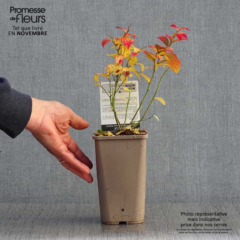 Vaccinium Patriot - Blueberry 1.5L/2L pot, Bush sample as delivered in autumn