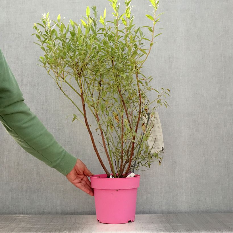 Vaccinium corymbosum x ashei Pink Berry  4L/5L pot, Clump sample as delivered in summer
