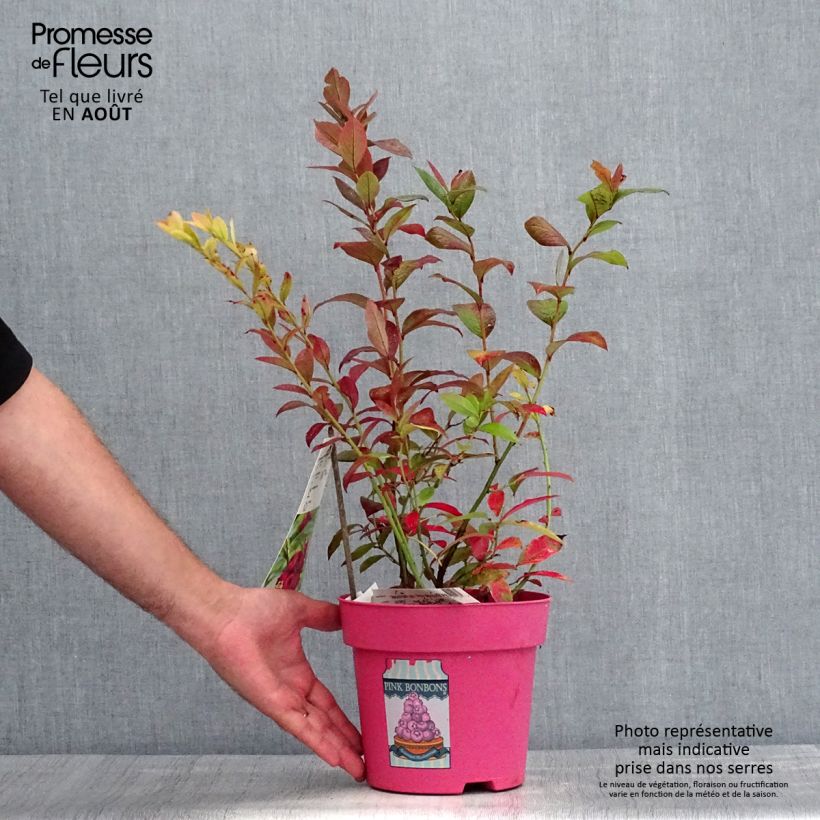 Vaccinium corymbosum Pink Bonbons- American Blueberry 2L/3L pot sample as delivered in summer
