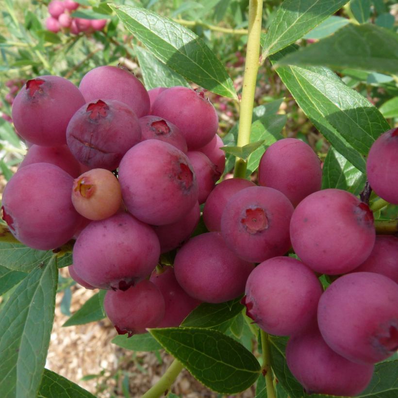 Vaccinium ashei Pink Lemonade - Blueberry Bush (Harvest)