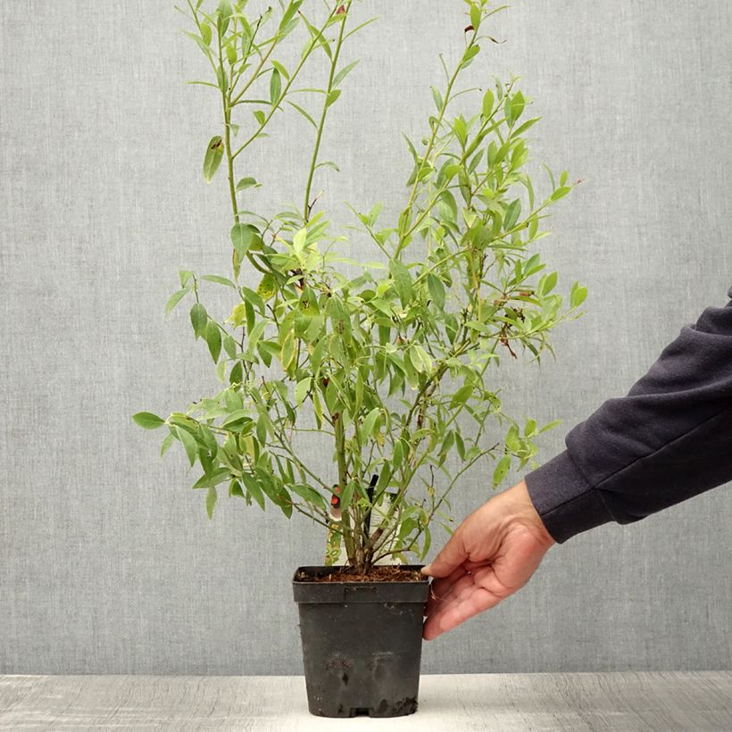 Vaccinium ashei Pink Lemonade - Blueberry Bush 1L/1.5L pot, Bush sample as delivered in summer