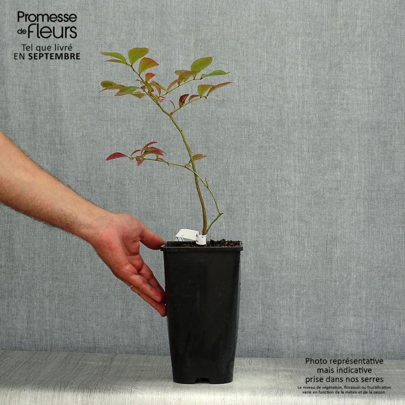 Vaccinium corymbosum Yello!Berryblue- American Blueberry 2L/3L pot sample as delivered in summer