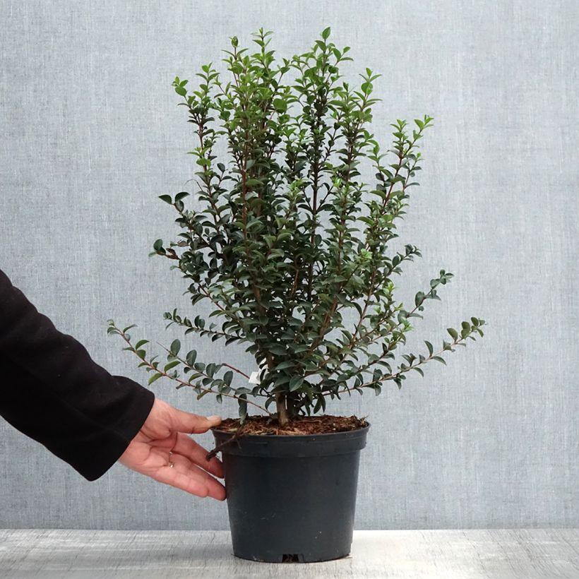 Myrtus luma 3L/4L pot sample as delivered in spring