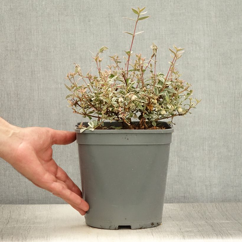 Myrtus ugni Flambeau 3L/4L pot sample as delivered in summer