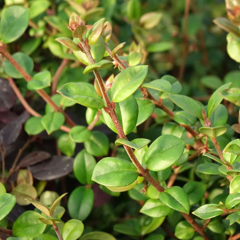 Myrtus ugni Elite (Foliage)