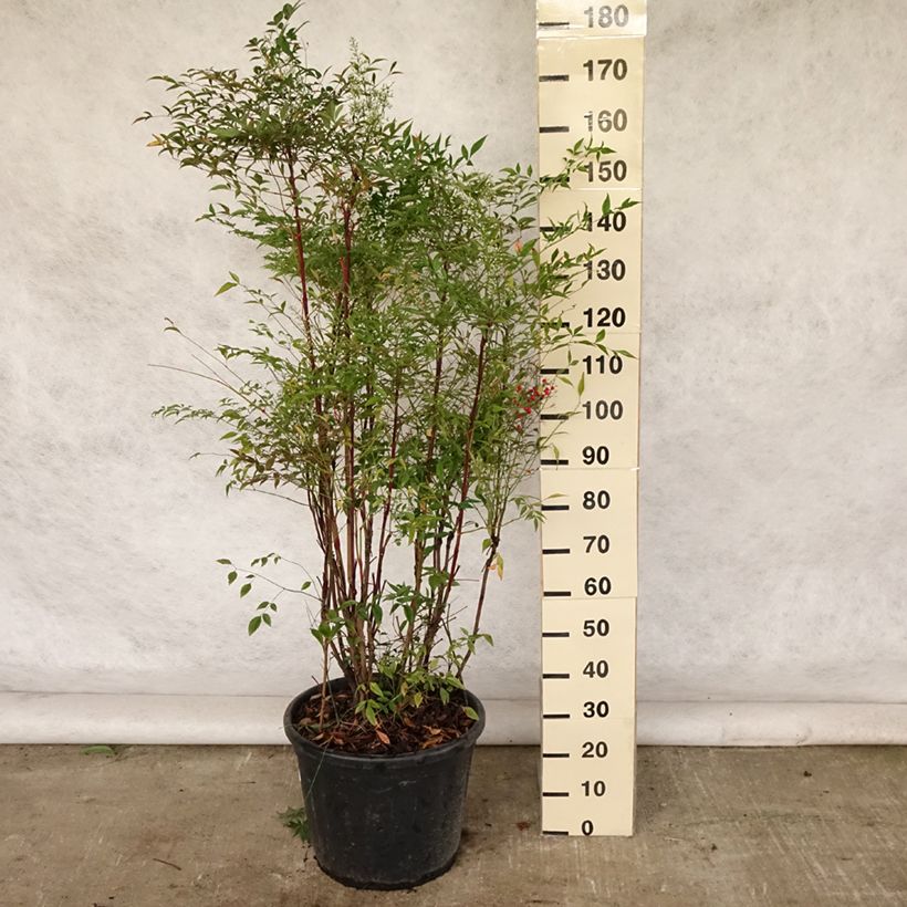 Nandina domestica - Sacred Bamboo 18L/20L pot sample as delivered in summer