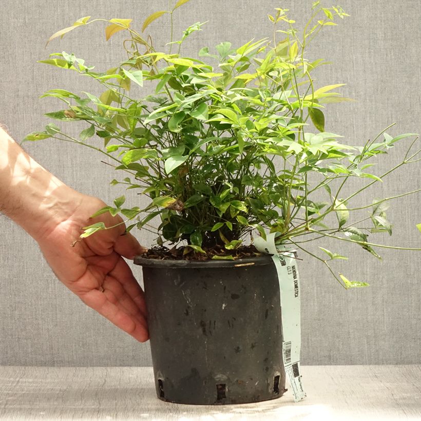 Nandina domestica - Sacred Bamboo 2L/3L pot sample as delivered in summer