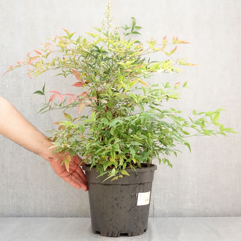 Nandina domestica - Sacred Bamboo 7.5L/10L pot sample as delivered in summer