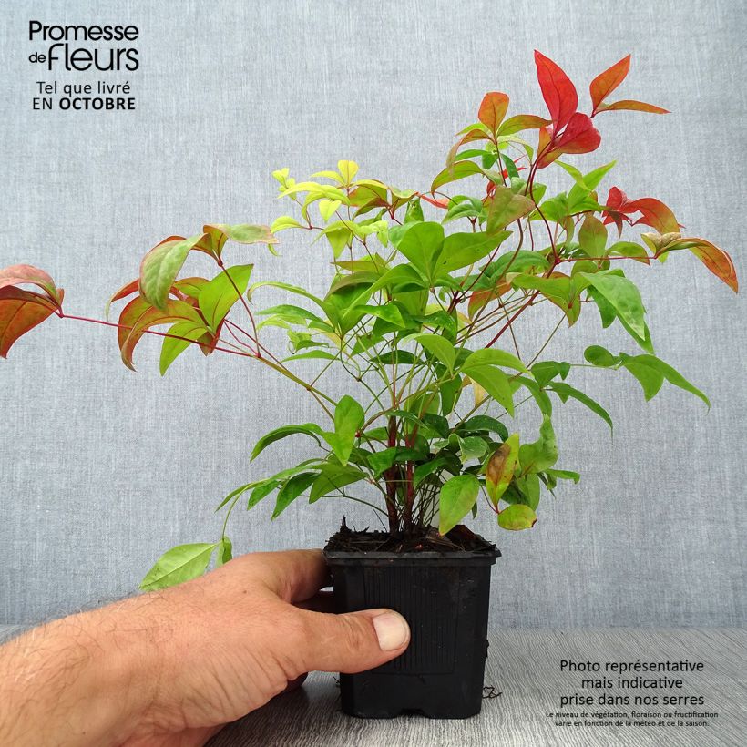 Nandina domestica Fire Power - Sacred Bamboo 8/9 cm pot sample as delivered in autumn