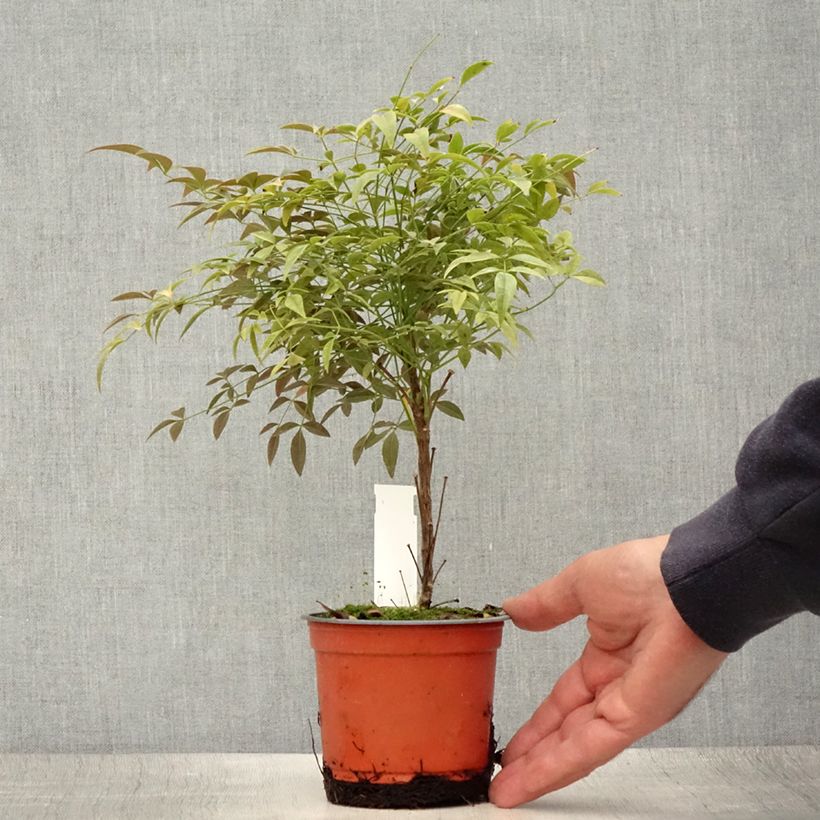 Nandina domestica Flirt Murasaki - Sacred Bamboo 12cm pot sample as delivered in summer