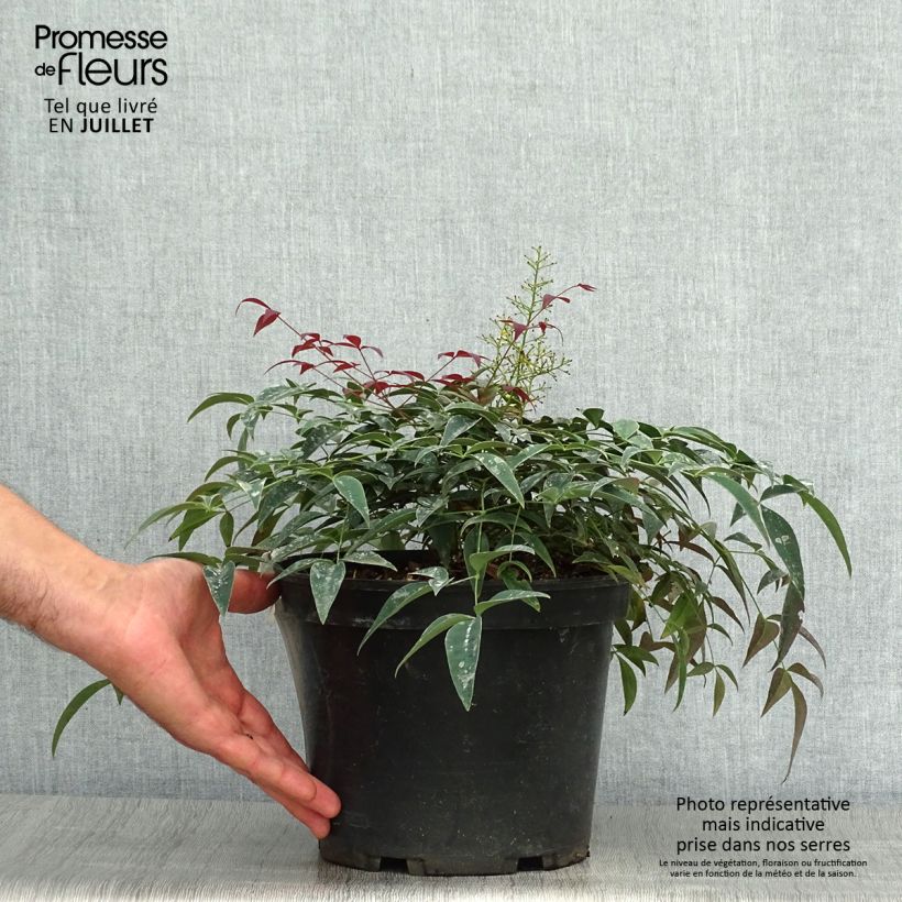 Nandina domestica Flirt Murasaki - Sacred Bamboo 3L/4L pot sample as delivered in summer